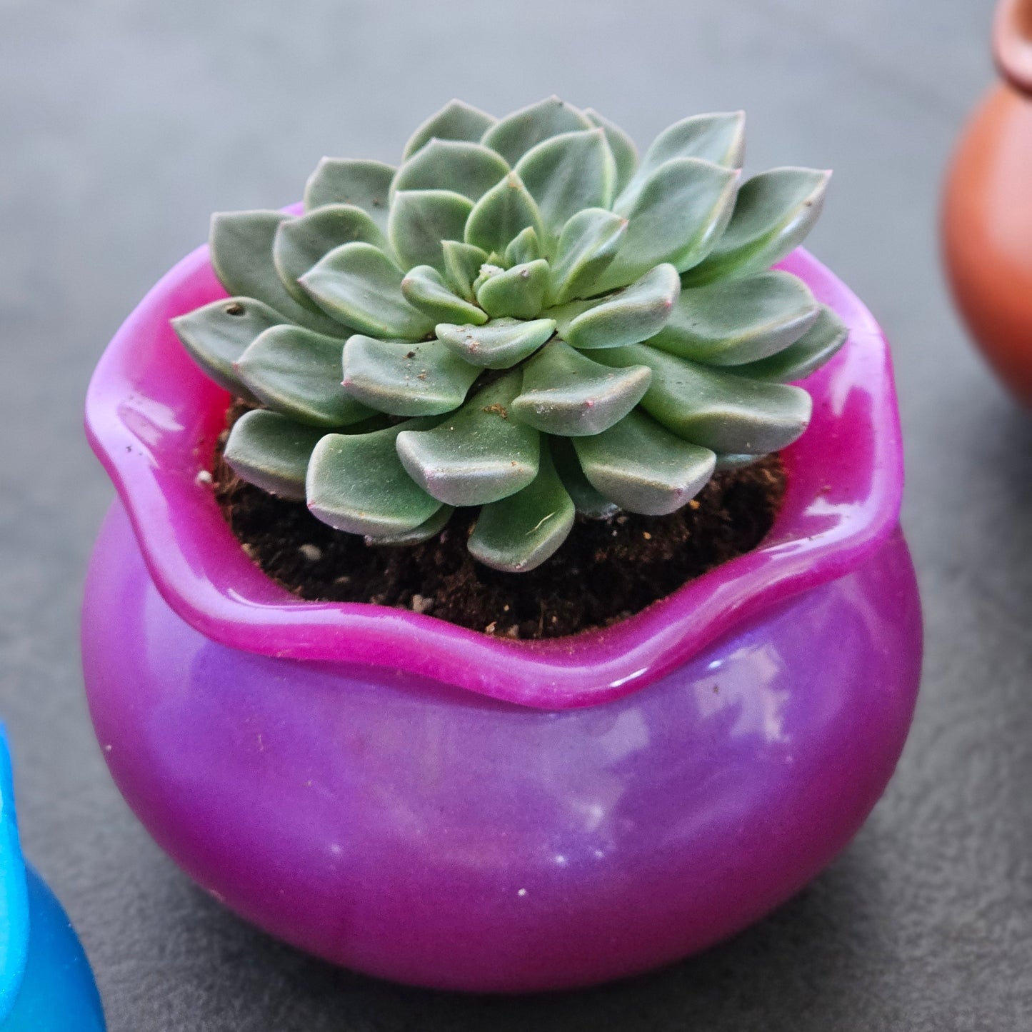 Flowerpot Large #126 כלי צבעוני
