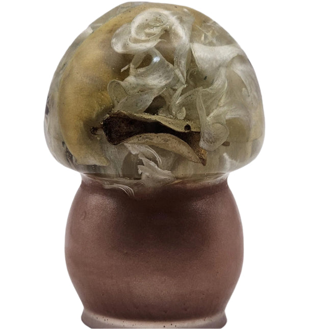 פטריה בינונית